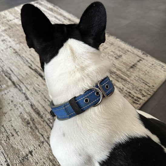 Collier chien