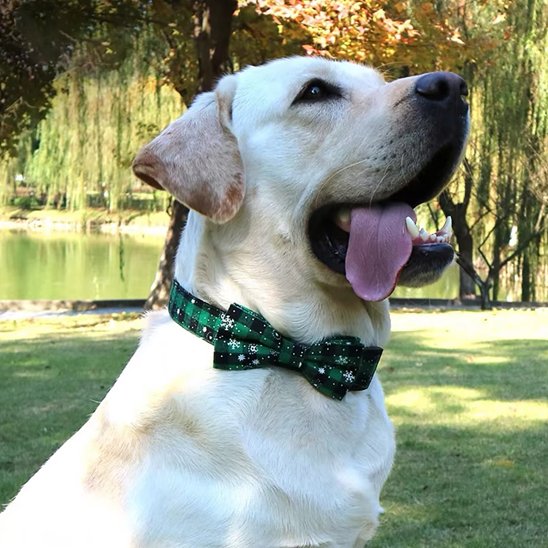 Collier chien