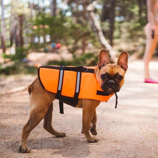 Gilet de sauvetage Chien