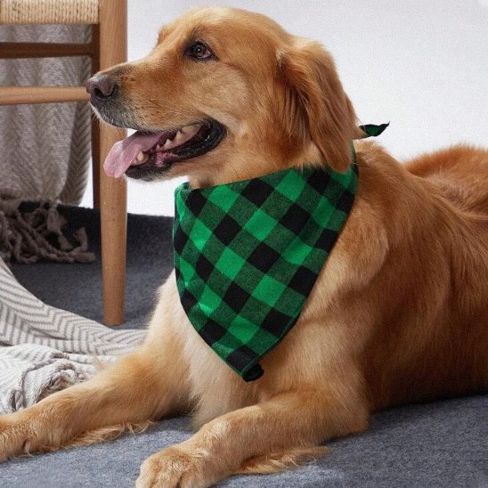 Bandana Chien