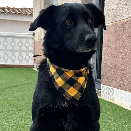 Bandana Chien