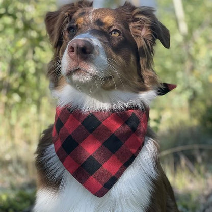Bandana Chien