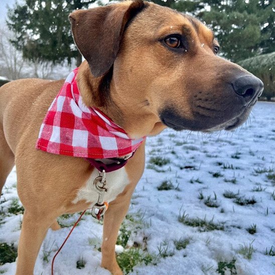 Bandana Chien