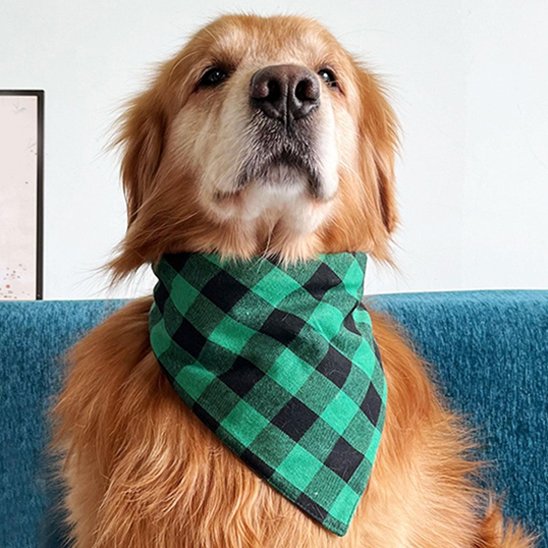 Bandana Chien