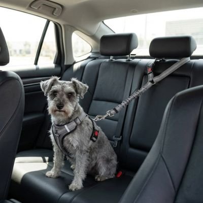 Ceinture de sécurité pour chien