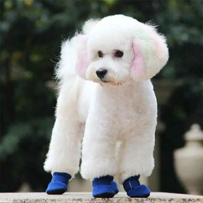 chaussure chien