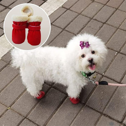 chaussure chien