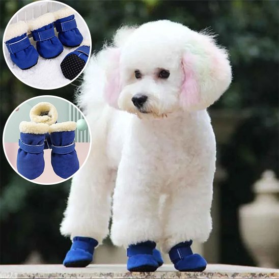chaussure chien
