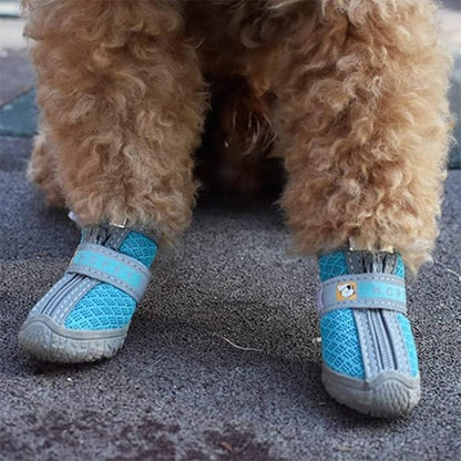 chaussure chien