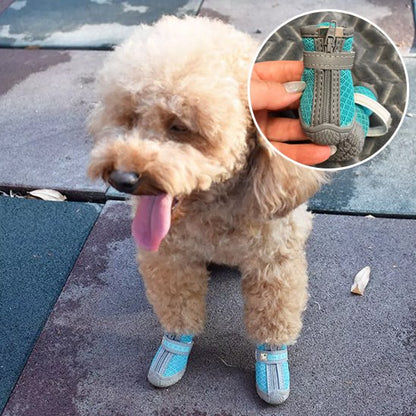 chaussure chien