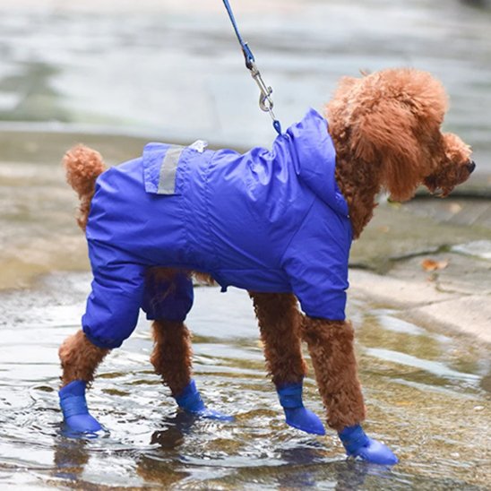 chaussure chien