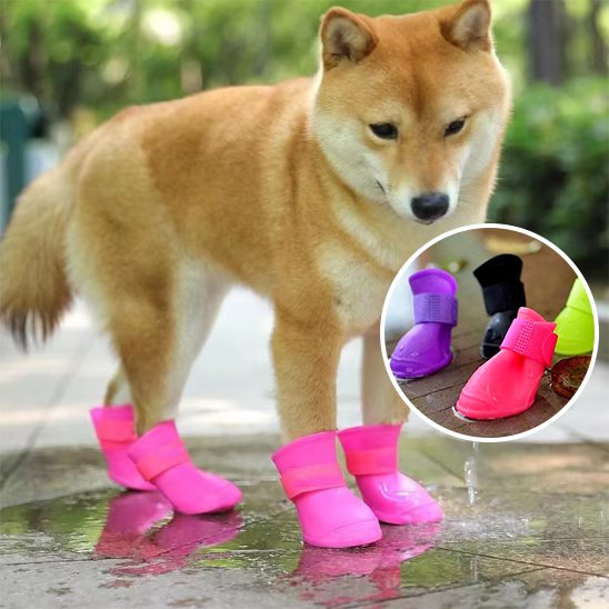 chaussure chien