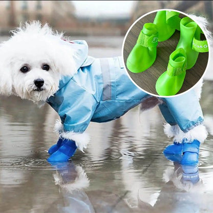chaussure chien