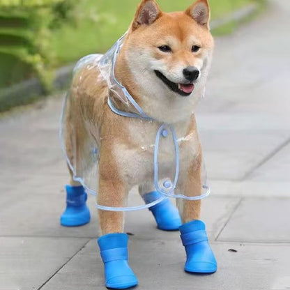 chaussure chien