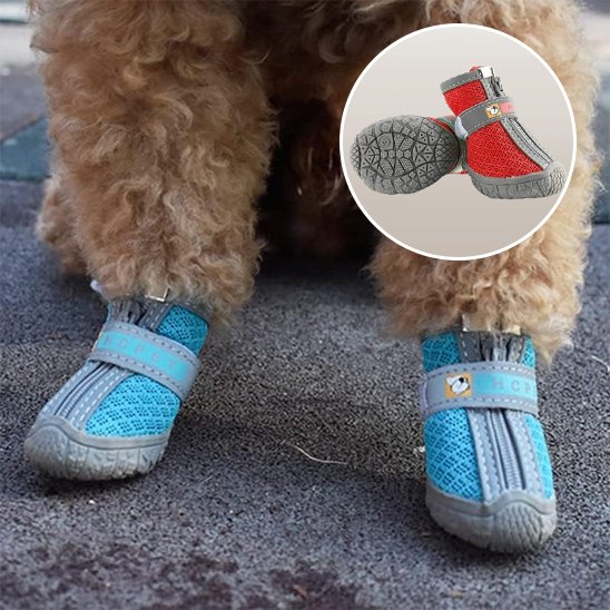 chaussure chien