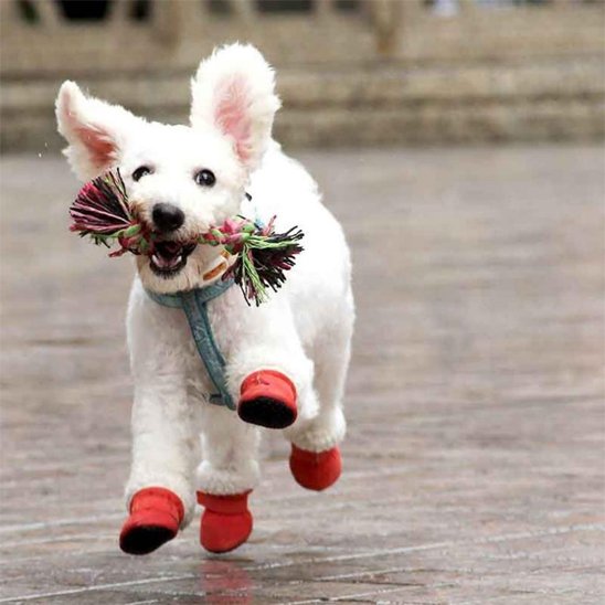 chaussure chien