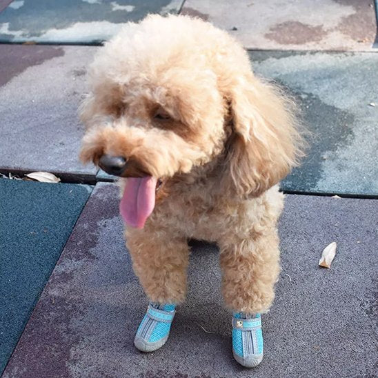 chaussure chien