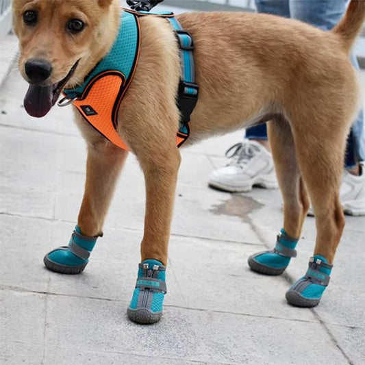 chaussure chien