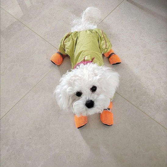 Chaussures chien​