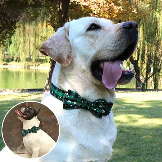 Collier chien