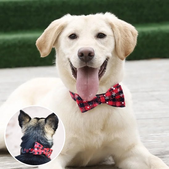 Collier chien