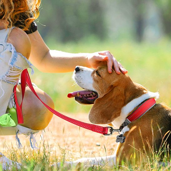 Collier chien
