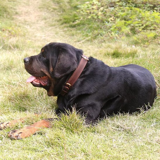 Collier chien