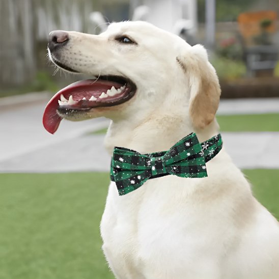 Collier chien