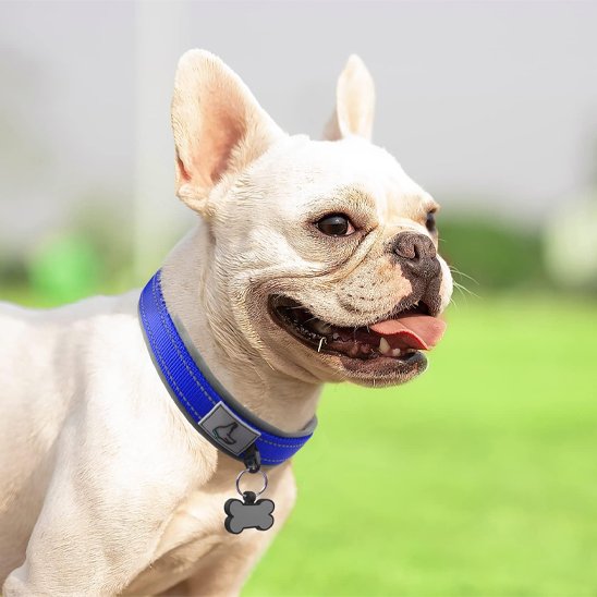 Collier chien