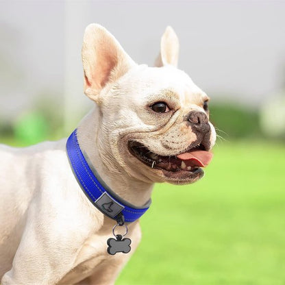Collier chien