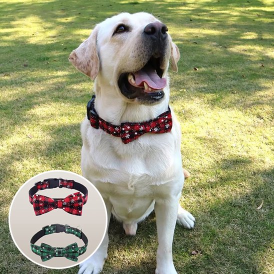 Collier chien