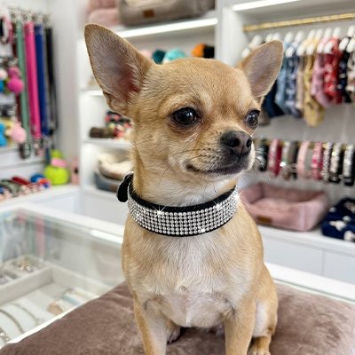 Collier Chien