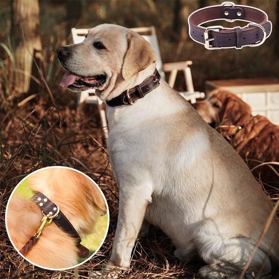 Collier chien