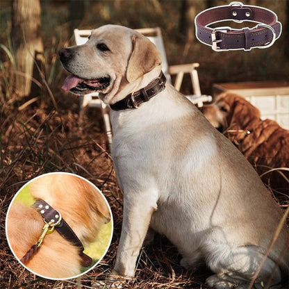 Collier chien