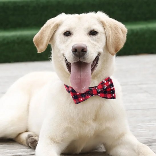 Collier chien