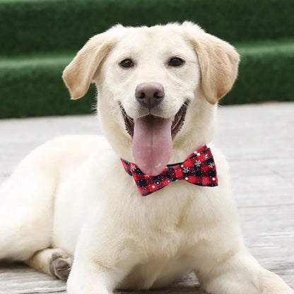 Collier chien