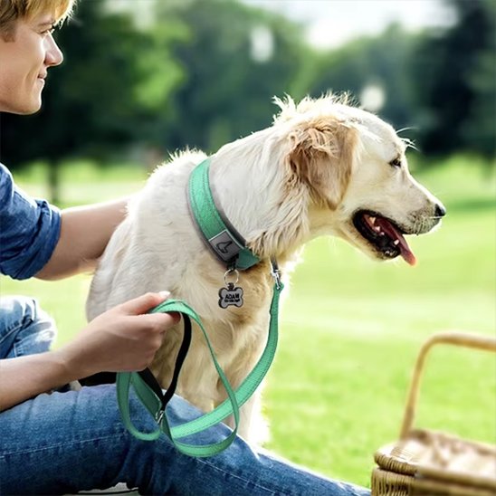 Collier chien