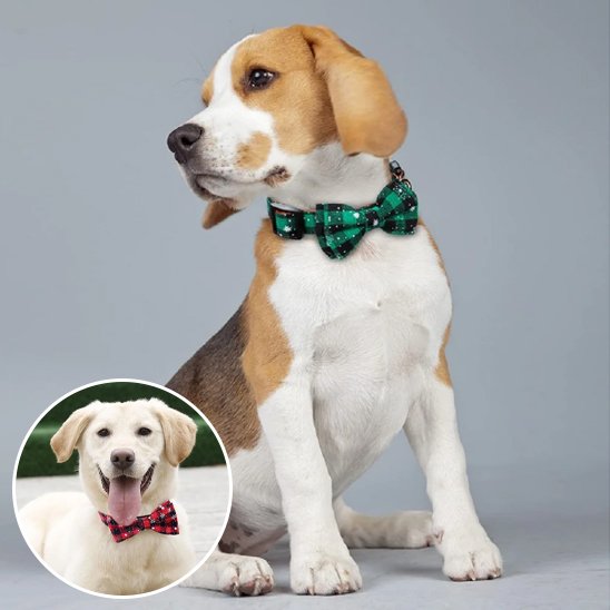 Collier chien