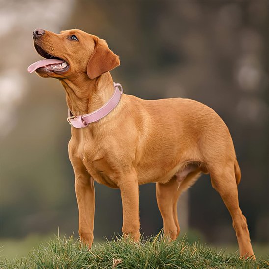 Collier chien