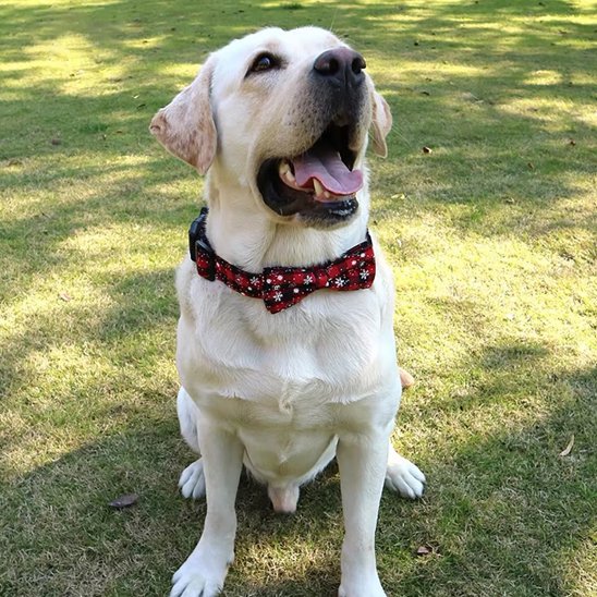 Collier chien