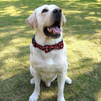 Collier chien