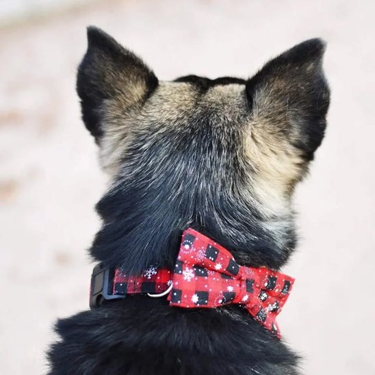 Collier chien