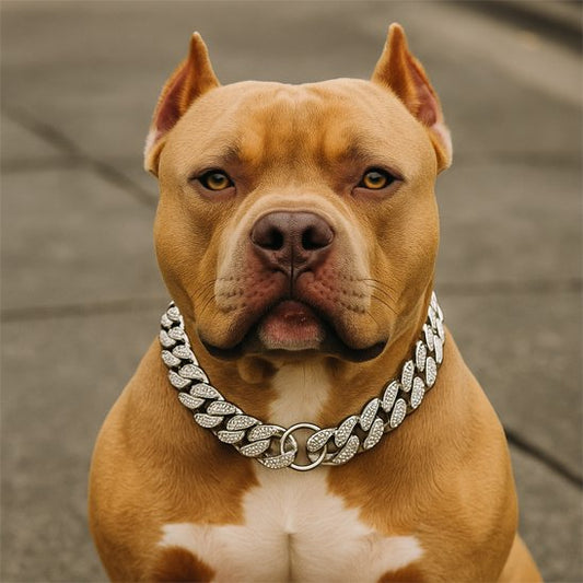 Collier pour chien