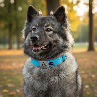 Collier pour Chien 