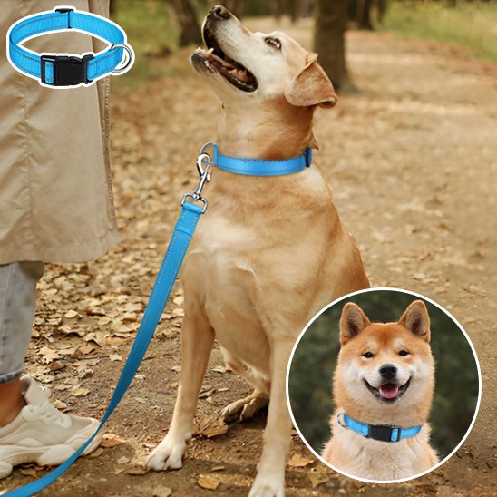 Collier pour chien 