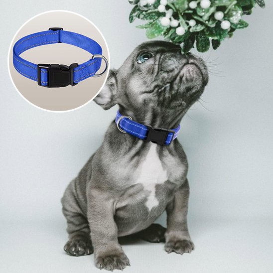 Collier pour chien 