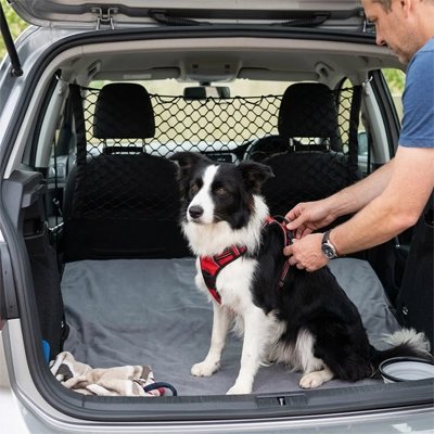 Filet chien voiture