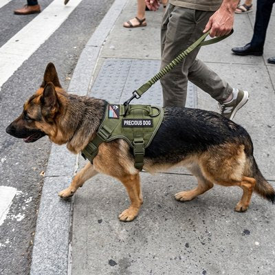 Harnais chien 