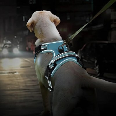 Harnais chien