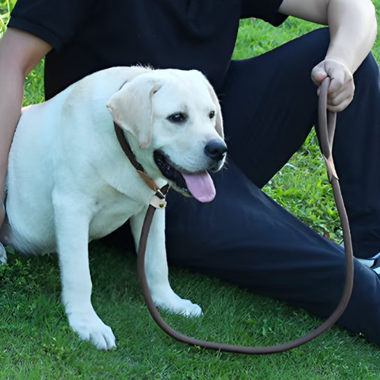 Laisse chien
